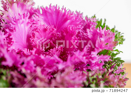 秋冬を彩る葉牡丹07 71894247