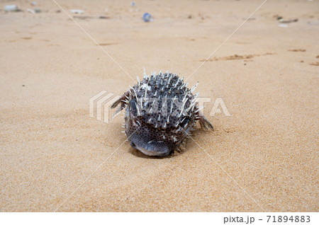 Puffer fish with inflated thorn aground dead on the beach Puffer fish with inflated thorn aground dead on the beach 71894883