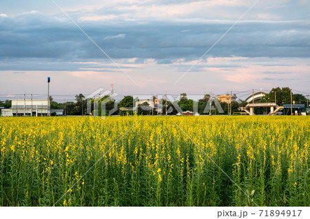 Sunn hemp, Indian hemp, Crotalaria juncea yellow blossom tropical plant with clouds on field Sunn hemp, Indian hemp, Crotalaria juncea yellow blossom tropical plant with clouds on field 71894917