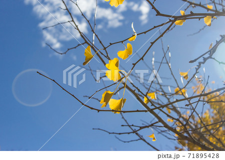 台湾 青い空 楓 71895428