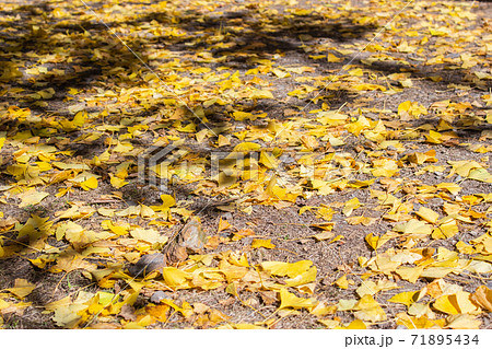 台湾 楓 カエデ 71895434