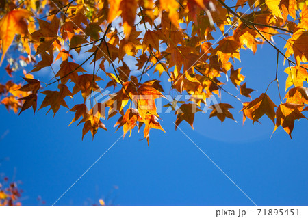 台湾 青い空 楓 71895451