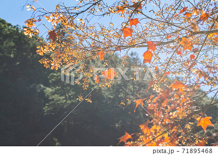 台湾 楓 カエデ 71895468