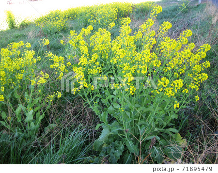 建物の陰にある菜の花 71895479