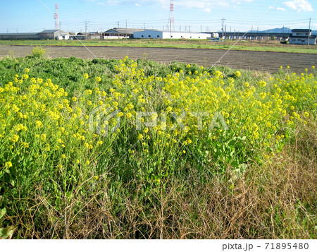 畑の端に咲いた菜の花と田舎の風景 畑の端に咲いた菜の花と田舎の風景 71895480