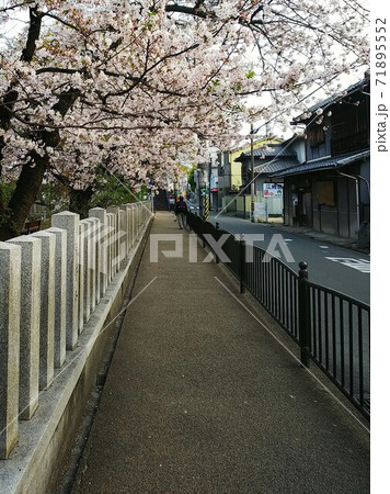 左側に続く神社の玉垣と桜の並木。満開の桜が街道沿いの歩道にはみ出し、花のトンネルを作る 71895552