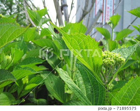 花が咲く前の紫陽花と黒いテントウムシの写真素材