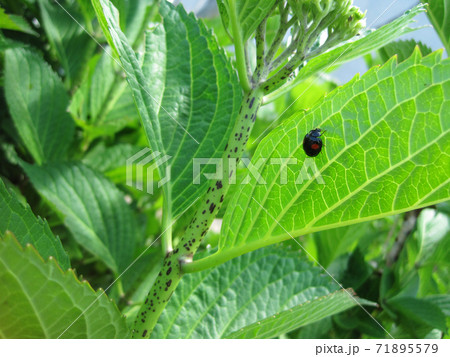 花が咲く前の紫陽花と黒いテントウムシの写真素材