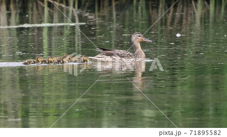 マガモの親子 71895582