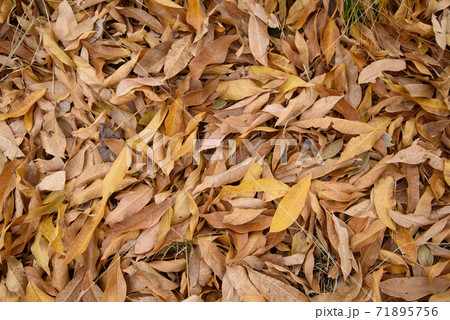 枯葉素材 71895756