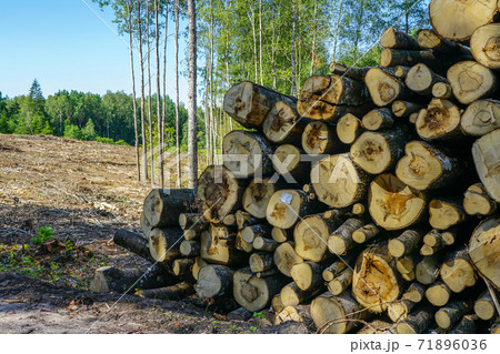 deforestation area, stack of cutted trees ready for transportation on blue sky background 71896036