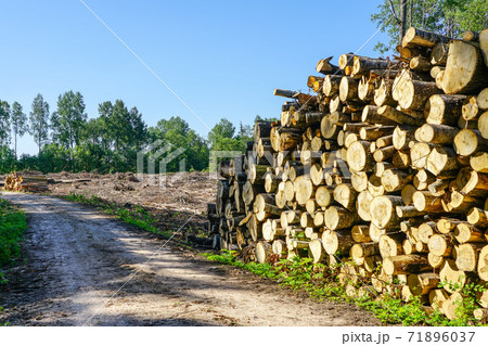 deforestation area, stack of cutted trees ready for transportation on blue sky background 71896037