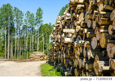 deforestation area, stack of cutted trees ready for transportation on blue sky background 71896039