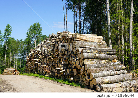 deforestation area, stack of cutted trees ready for transportation on blue sky background 71896044