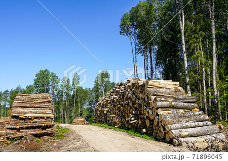 deforestation area, stack of cutted trees ready for transportation on blue sky background 71896045