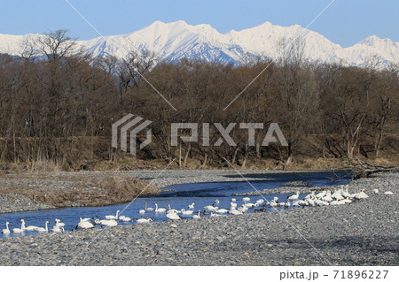 北アルプスの山並みを背景にした安曇野のハクチョウ 71896227