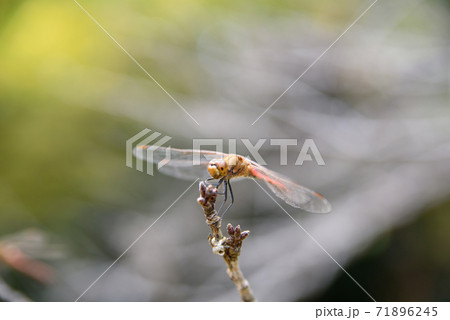休憩中のトンボ 休憩中のトンボ 71896245