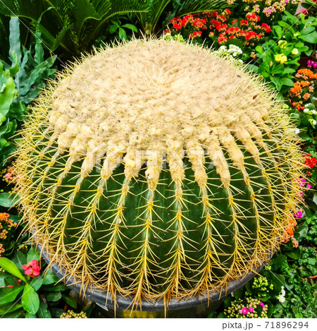 golden barrel ball cactus in flower pot for retail sale golden barrel ball cactus in flower pot for retail sale 71896294