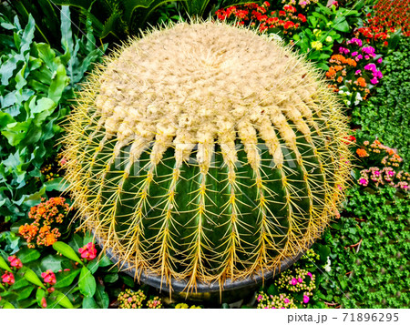 golden barrel ball cactus in flower pot for retail sale golden barrel ball cactus in flower pot for retail sale 71896295