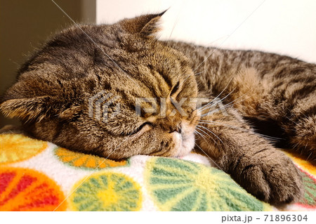 brown striped scottish fold cat with yellow eyes lying 71896304
