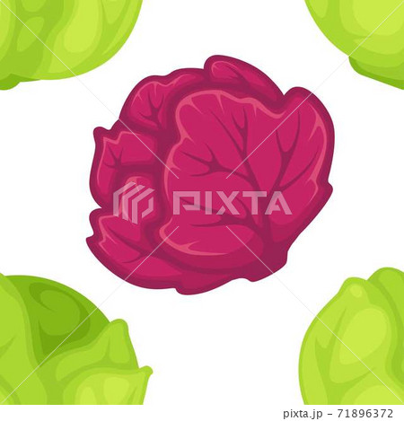 Green and purple cabbage seamless pattern vegetable harvest 71896372