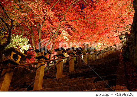 神奈川県 大山寺のライトアップ 紅葉の写真素材 7166