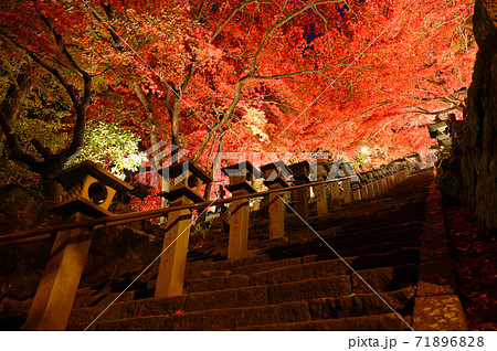 神奈川県 大山寺のライトアップ 紅葉の写真素材 7168