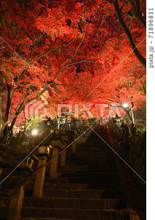 神奈川県 大山寺のライトアップ 紅葉の写真素材 7161