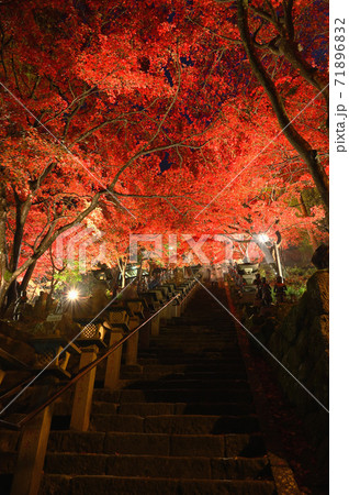 神奈川県 大山寺のライトアップ 紅葉の写真素材 7162