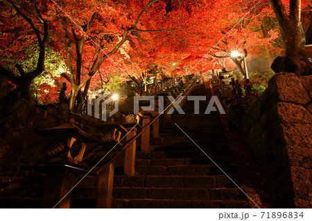 神奈川県 大山寺のライトアップ 紅葉の写真素材 7164