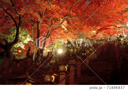 神奈川県 大山寺のライトアップ 紅葉の写真素材 7167
