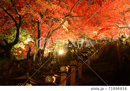 神奈川県 大山寺のライトアップ 紅葉の写真素材 7168