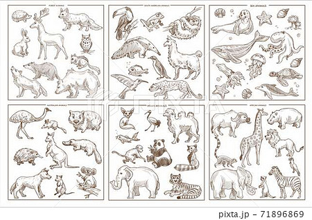 Wild animals species sketch icons birds mammals and amphibians 71896869