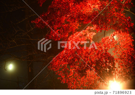 紅葉のライトアップ（神奈川県大山） 71896923
