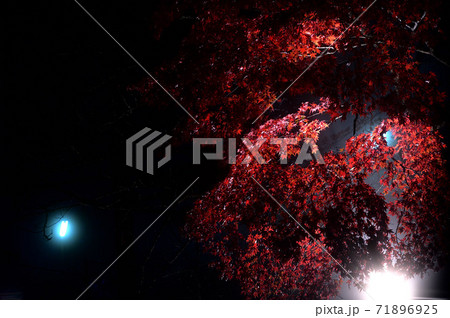 紅葉のライトアップ(神奈川県大山) 紅葉のライトアップ(神奈川県大山) 71896925
