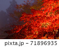 紅葉のライトアップ(神奈川県大山) 紅葉のライトアップ(神奈川県大山) 71896935