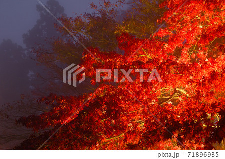 紅葉のライトアップ（神奈川県大山） 71896935