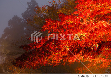 紅葉のライトアップ（神奈川県大山） 71896936