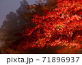 紅葉のライトアップ(神奈川県大山) 紅葉のライトアップ(神奈川県大山) 71896937