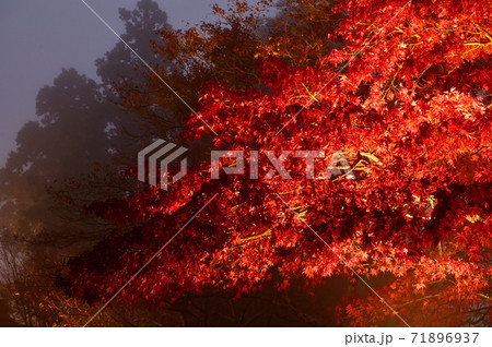 紅葉のライトアップ 神奈川県大山 の写真素材