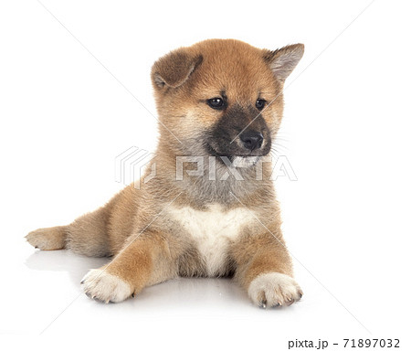 puppy shiba inu in studio 71897032