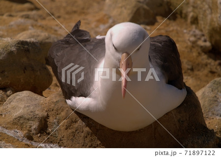 鳥 海 海事 71897122