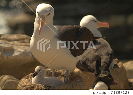 鳥 海 海事 71897123