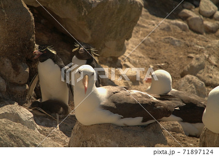 鳥 海 海事 71897124