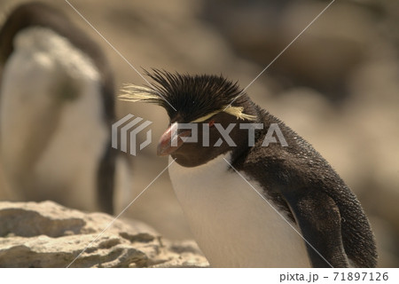 ペンギン ぺんぎん ペンギン 71897126
