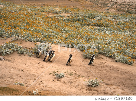 動物 動物学 ペンギン 71897130