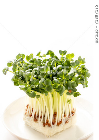 カイワレダイコン。(白バック) 71897135