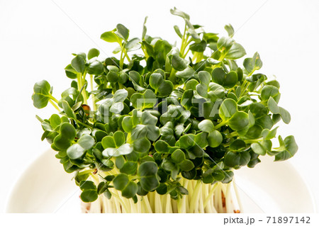 カイワレダイコン。(白バック) カイワレダイコン。(白バック) 71897142