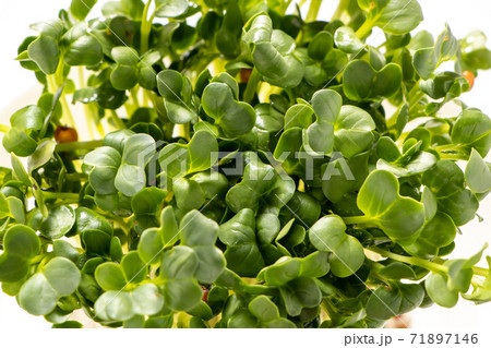 カイワレダイコン。(白バック) 71897146