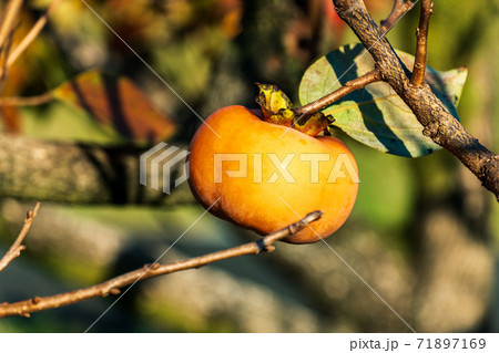 浜松フルーツパークの柿 71897169